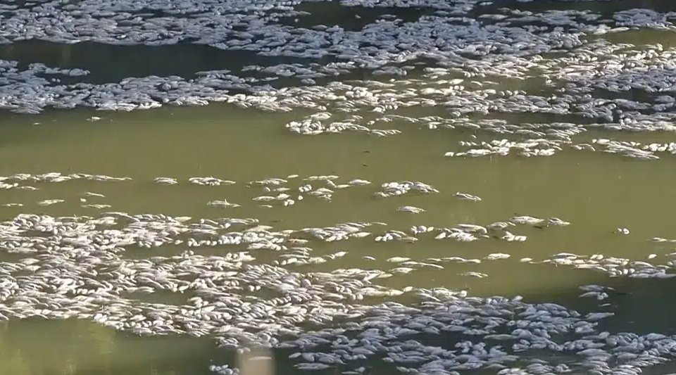 Millions of fish have washed up dead in southeastern Australia in what authorities and scientists say is caused by floods and hot weather.flushed  This is the third mass fish die-off to hit the area since 2018