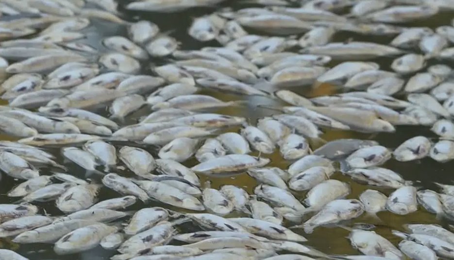 Millions of fish have washed up dead in southeastern Australia in what authorities and scientists say is caused by floods and hot weather.flushed  This is the third mass fish die-off to hit the area since 2018