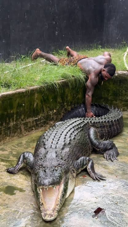 Australian authorities are investigating US influencer Mike Holston (The Real Tarzann) for illegally wrestling wild crocodiles in Queensland. Fines up to A$37,500 loom